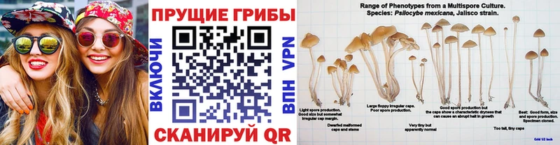 Галлюциногенные грибы прущие грибы  Заозёрный 